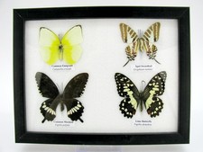 4 farfalle vere, imbottite, bellissime in vetrina  pezzo unico  murale  a_4q_01