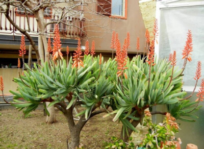 Aloe plicatilis, Fan Aloe, Kumara Plicatilis - 5 Se eds | eBay.de