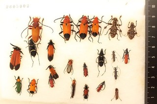 2605002. Mixed beetles from Borneo. Cerambycidae Lamiinae Cerambycinae