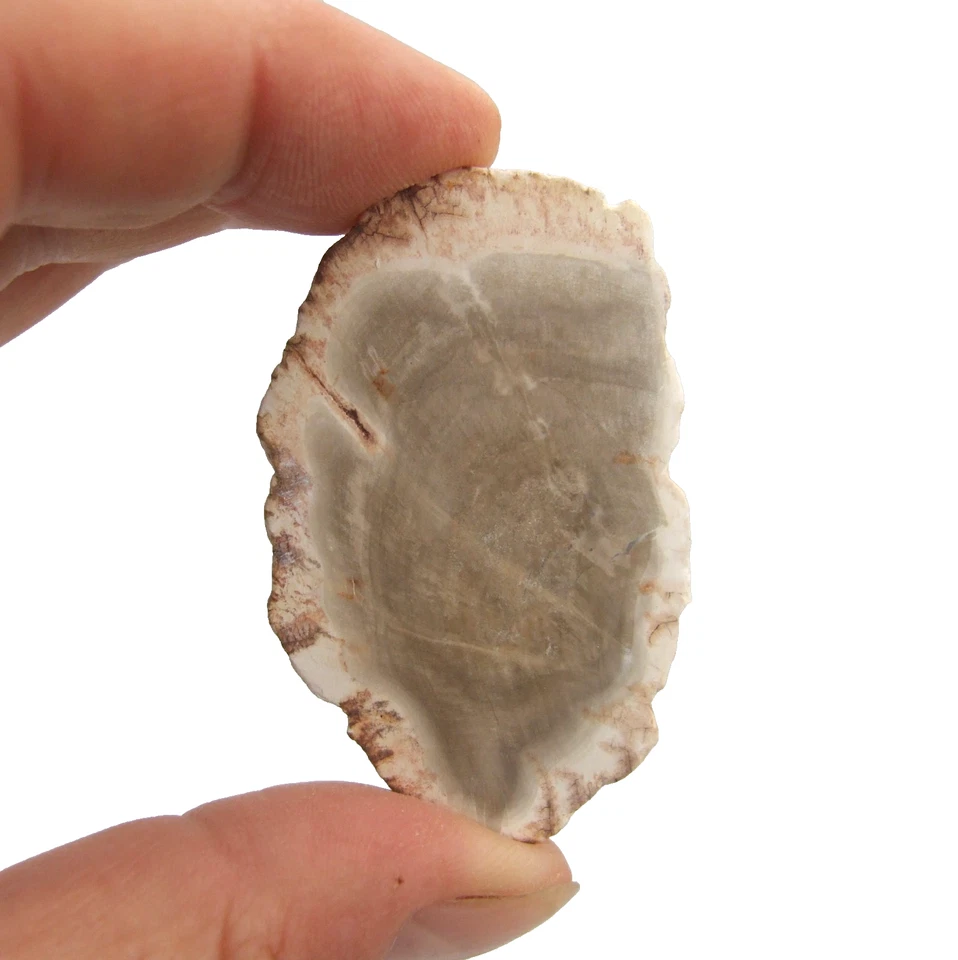 Fossil Petrified Wood Slice Madagascar Polished 5cm x 3.5cm 17g - Image 2 of 4