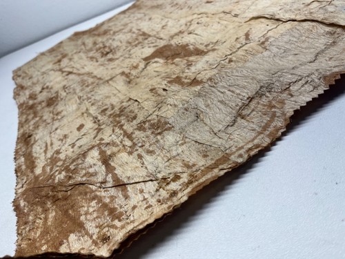 Tapa Cloth Vintage Handmade Siapo Kapa Ngatu Masa Bark Samoan Islands 30x18” 44* - Picture 4 of 4