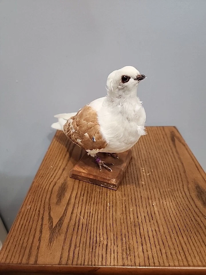 BJ140 Cautivo Búho Alemán Criado Paloma Pájaro Montaje Taxidermia Foto 2 de 4