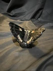 Fenton Black Glass Butterfly - Hand Painted & Signed -