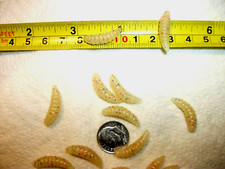 300-7/8"-GLOW-crappie-panfish-scent-grub-soft plastic wax worm-jig-maggots-larva