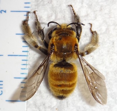 Hymenoptera TOP RARITY Rare Bee species Utah ONLY ONE! #H50 Insect
