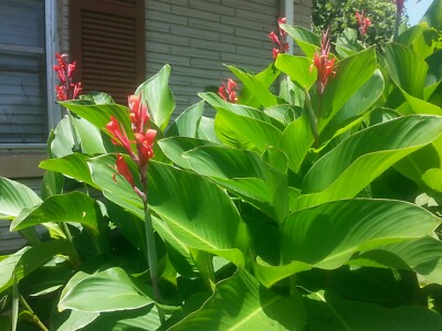3 RED super healthy Canna Rhizomes. Ht 6-8 feet at maturity