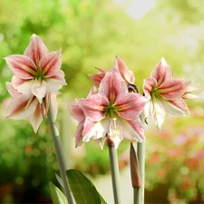 Easy to Grow Amaryllis Glee 5 Plant Bulbs Indoor Holiday Outdoor Zones 9-11