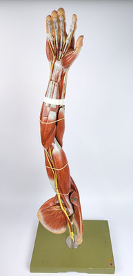 Vtg Anatomical Somso Muscle Arm Model with Shoulder Girdle (B)
