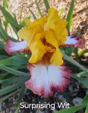 Tall Bearded Iris Rhizome ~ "SURPRISING WIT" ~ Fresh and Healthy - REBLOOMER