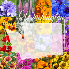 1 Pound Washington Western Bulk Wildflower Seed Mix 1lb Covers 3,200sq-ft 89.95 per gallon