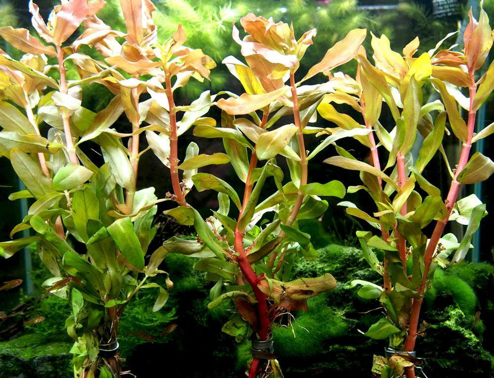 AquaPlants Kleine Cognac Pflanze - Ammannia Senegalensis 1 Bund Aquarienpflanze