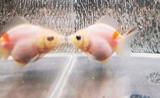 Sakura Shogun Oranda Goldfish WYSIWYG 1