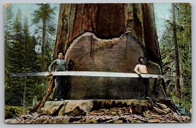 Thirty Two Foot Saw Used on Redwood Trees - California Antique Postcard D