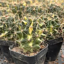 2'' Hamatocactus Hamatacanthus Variegated, Live Succulent Plants,Rare Plants