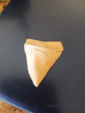 Modern Great White Shark Tooth