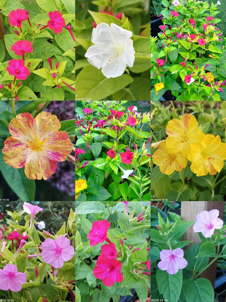 50 Samen Wunderblume Mirabilis jalapa Bunte Mischung Duftende Blüten Staude