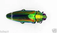 Beetle - Buprestidae - Chrysochroa boudoni (MorF) - Chiangmai, Northern Thailand