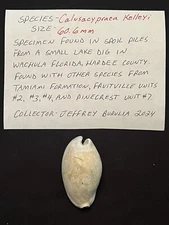 EXTINCT Fossilized COWRIE Shell ( Calusacypraea Kelleyi ) From Central Florida.