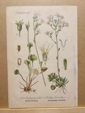 1886 ANTIQUE PICTURES LITHOGRAPH ART PRINT BOTANY FLOWER FLORA NATURE DECO PO...