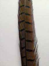 COCK PHEASANT CENTRE TAIL FEATHER DYED OLIVE,FLY TYING - ARTS & CRAFTS-MILLINERY