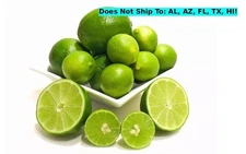Bearss Seedless Semi-Dwarf Lime Tree 24"H Indoor Citrus Starter Tree Selffertile
