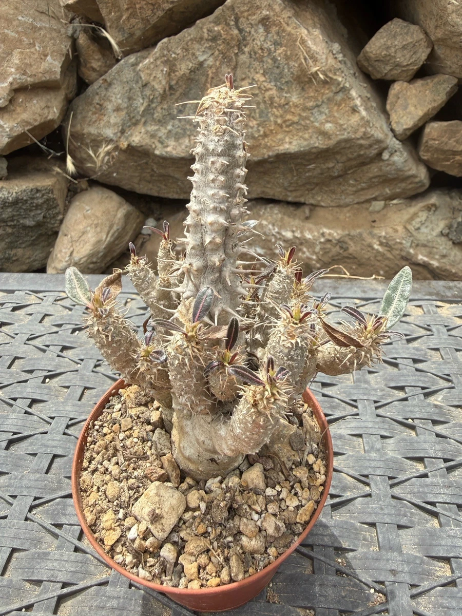 Pachypodium Caudex Arid Cactis&Succulents for sale | eBay