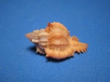 Chicomurex ritae Houart, 2013 "DEEP WATER; ORANGE-TONES"  (27.9mm)