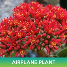 Airplane Plant Seed, Crassula Perfoliata Succulent Seeds, Combined Shipping