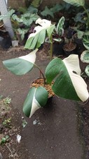 Real Picture Monstera Albo Halfmoon Variegated 4 Leaves Rare Plant