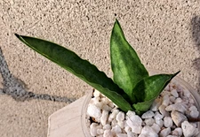 Sansevieria 'Handy Man' Plant Houseplant Succulent