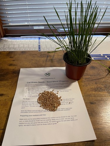 Cat Grass Seeds - Seed Blend (Organic) | Free Shipping! - Picture 4 of 7