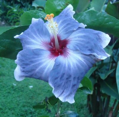 20 Blue Silver Hibiscus Seeds Flowers Flower Seed Perennial Bloom
