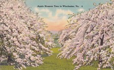 Apple Blossoms Time in Winchester Virginia VA Orchard in Full Bloom Postcard D58