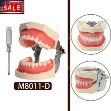 Kilgore Nissin 200 Type Dental Typodont Model 28pcs Removable Teeth Model M8011D