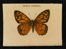 Australian Butterflies Xenica Achanta Wills Cigarette Card Satin Issued 1914 VGC