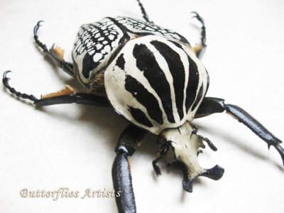 Real Flower Beetle Goliathus Orientalis Framed Museum Quality