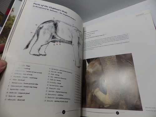 Stories of the Elephants of Sri Lanka - Teresa Cannon & Peter Davies - ALIYA - Imagen 10 de 12