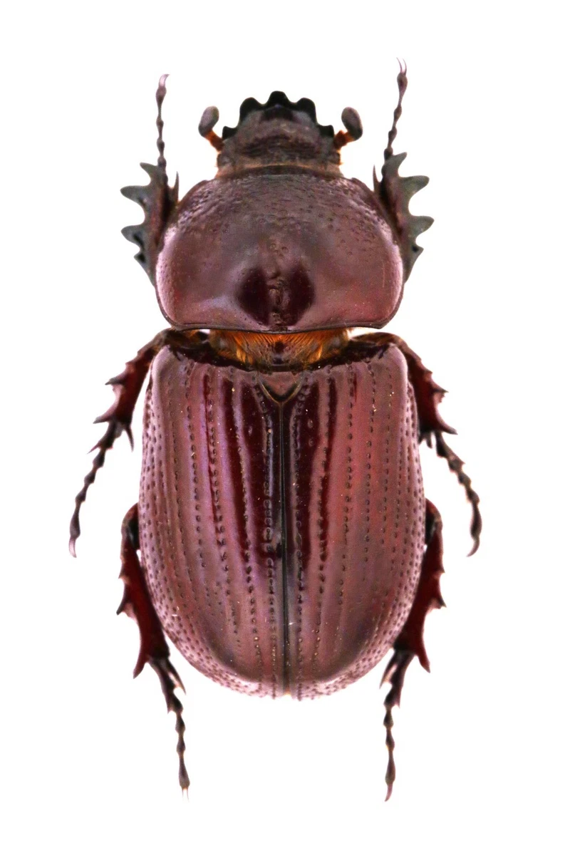 Cerambycidae Beetle for sale | eBay