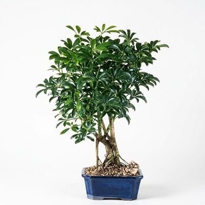 Live Hawaiian Umbrella Bonsai Tree Schefflera Indoor Houseplant Starter Kit  11"H | eBay
