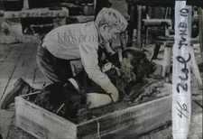 1962 Press Photo Actor Gilles Payant stars in "Big Red" - pio18829