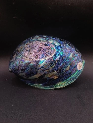 BIG premium 5.5" paua abalone sea shell Craft smudging home decor #17030