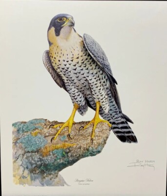 RAY HARM PEREGRINE FALCON-MOST REALISTIC FALCON IVE EVER SEEN-41 YEARS OLD-MINT 