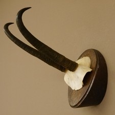 Corna Di Camoscio Forte Camoscio Femmina Corna Su Scudo Trofeo SL 23 Cm