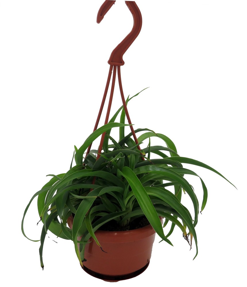 Variegated Green Bonnie Spider Plant in 4 Inch Hanging Pot