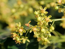 Swietenia Mahagoni, HARDWOOD Mahogany tree bonsai rare hard wood seed 50 seeds