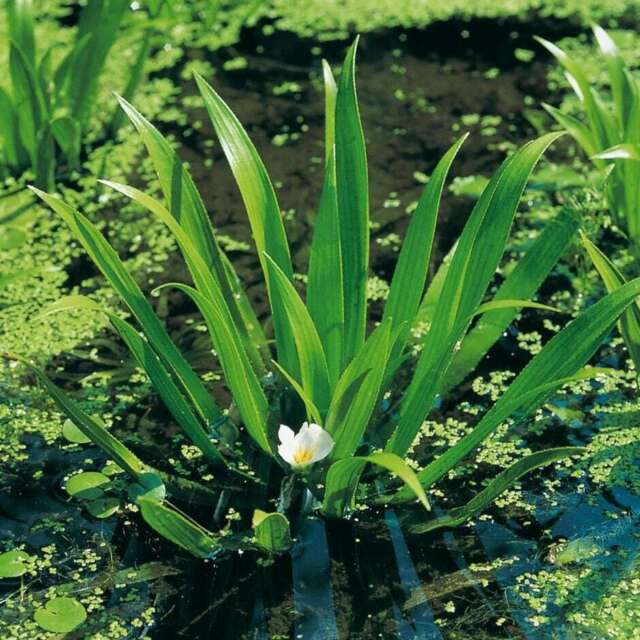 Floating Pond Plants 3 - 10 - Water Soldiers - Oxygenating Pond Water Plants