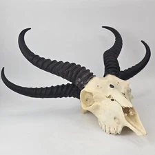"Baphomet" Springbok - Custom Oddities Art Piece - 4 Horns - South Africa Source