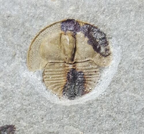 British Ordovician TRINUCLEID TRILOBITE Lloydolithus lloydi Shropshire FOSSIL - Picture 3 of 10