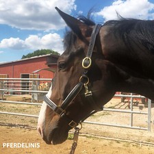 Lederhalfter schwarz Halfter für Pferde Premium Halfter für Pony Cob Warmblut Kb
