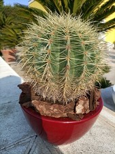 Pianta Di  Echinocactus Grusone Co Ciotola Ceramica Diametro 20 Bordeaux 